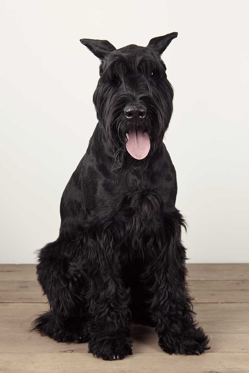 Giant schnauzer bite force pictures